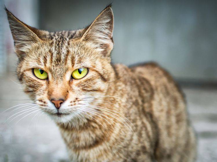 Wenn eine Katze nicht frisst, stecken manchmal ernstzunehmende Erkrankungen dahinter – Shutterstock / Anastasiya Tsiasemnikava