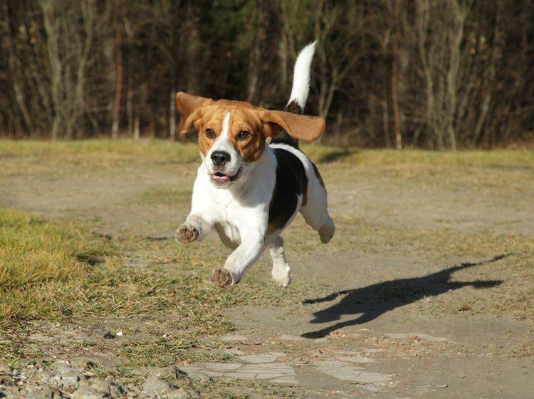 "Oh, dahinten hat sich etwas bewegt, nichts wie hinterher!" Laufhunde wie der Beagle haben einen ausgeprägten Jagdinstinkt – Shutterstock / Jagodka