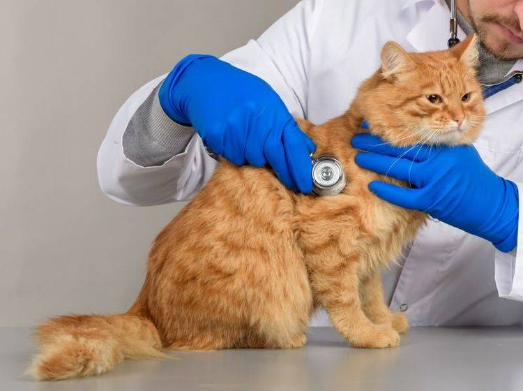 Mit einer Kombination aus Futterumstellung und Medikamenten versucht der Tierarzt, die IBD bei Katzen zu lindern – Shutterstock / M. A. Arkhipov