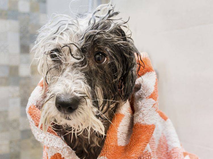 Wer seinen Hund badet, sollte etwa auf Shampoo für Menschen verzichten – Shutterstock / Boryana Manzurova