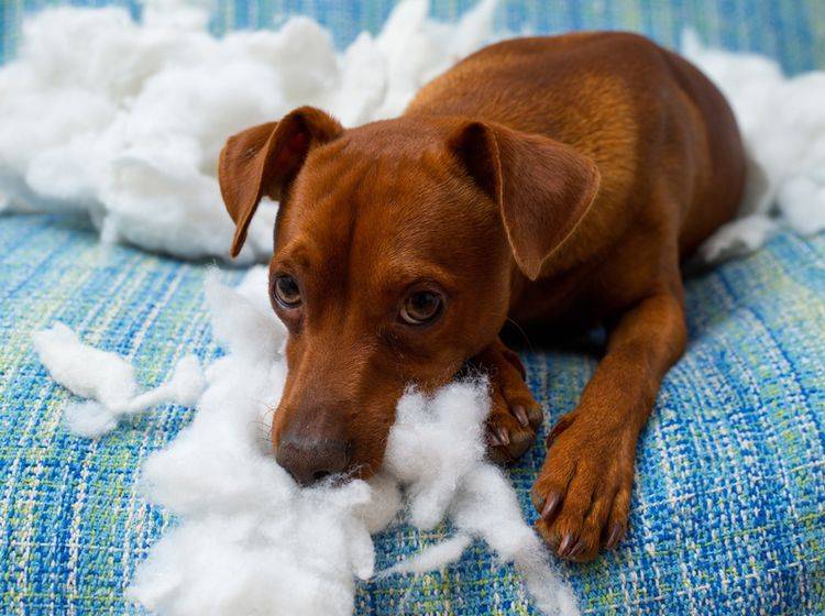 Sollten Sie Ihrem Hund mit der Zeitung einen Klaps geben, wenn er Ihr Mobiliar zerstört? Oder ist diese Erziehungsregel Unsinn? – Shutterstock / holbox