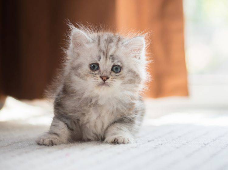 "Hicks! Nanu, was war denn das?" Vor allem Katzenbabys bekommen häufiger Schluckauf – Shutterstock / ANUCHA PONGPATIMETH
