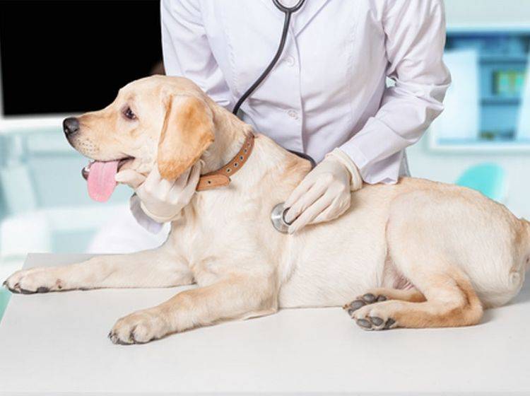 Wenn Ihr Hund einen Kreislaufkollaps erleidet, dann sollten Sie, einen Tierarzt aufsuchen – Bild: Shutterstock / Billion Photos