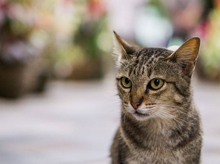 Spondylose kann auch junge Katzen treffen – Bild: Shutterstock / MR.WICHAI THONGTAPE