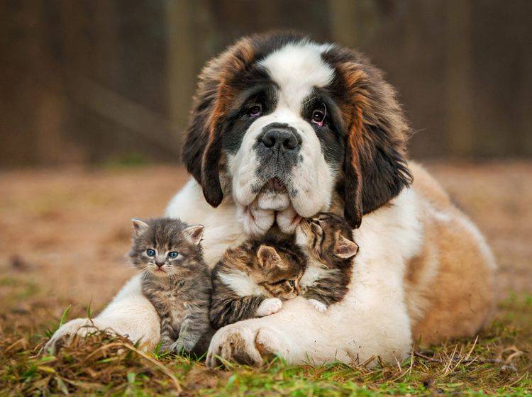 Toller Hund: Der Hütetrieb dieses Berhardiners kommt den Katzenbabys bestimmt zugute – Bild: Shutterstock / Grigorita Ko