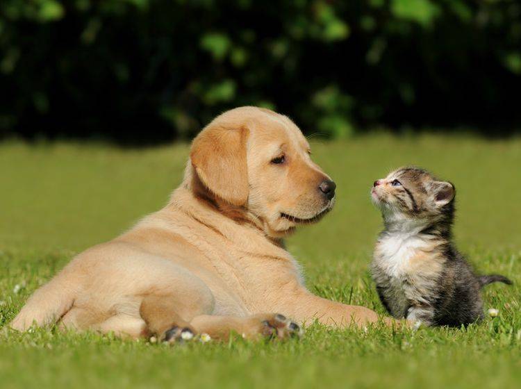 Von wegen Hund und Katze würden sich nicht verstehen. Diese Zwei zeigen Gegenteiliges – Bild: Shutterstock / schubbel
