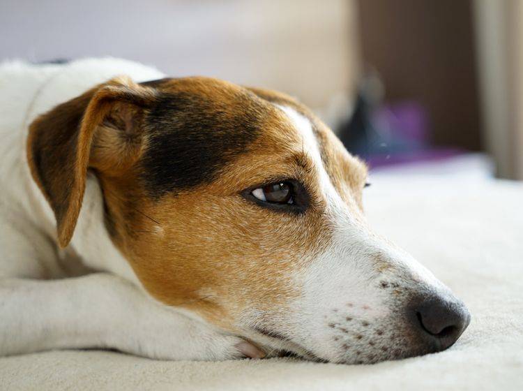 Vor allem kleine Hunderassen wie Jack Russell Terrier sind von Kryptorchismus betroffen – Bild: Shutterstock / Kira_Ya