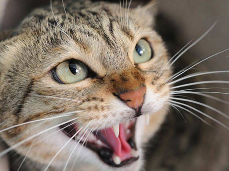 Statusaggressionen bei Katzen machen sich durch heftigen Widerstand bemerkbar - Bild: Shutterstock / Norman Chan