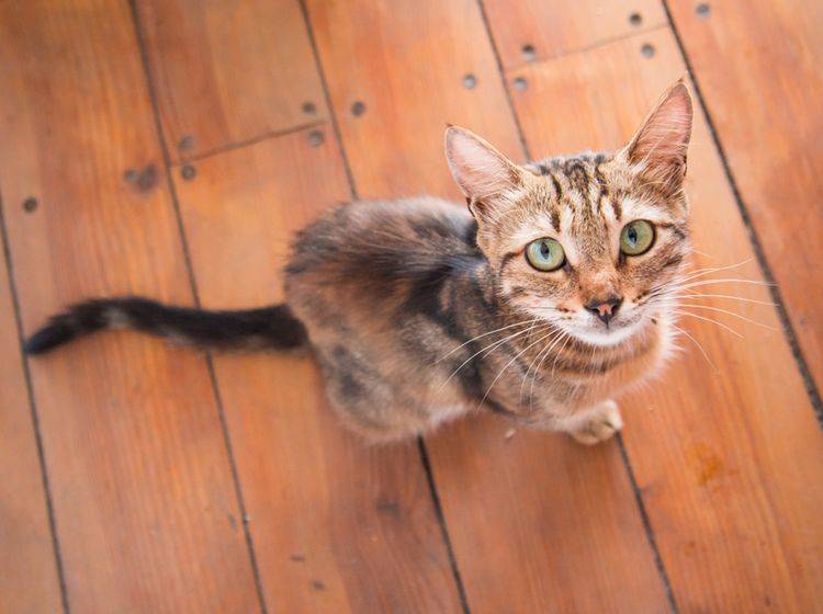 Welche Mangelerscheinungen gibt es bei Katzen? - Bild: Shutterstock / Evgeny Savchenko