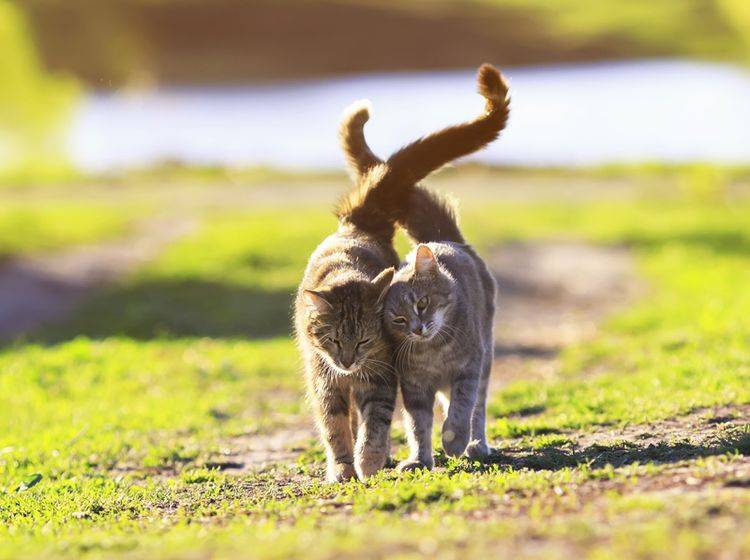 Katzen brauchen ihre Freunde, weil ... mit ihnen nie ein Ausflug ins Wasser fällt — Bild: Shutterstock / Bachkova Natalia