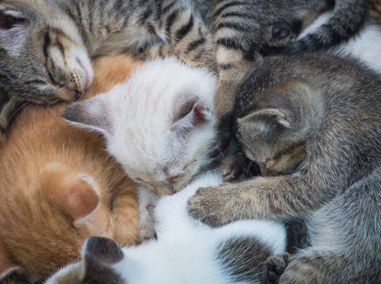 Das Einzige, was süßer ist als ein schlafendes Katzenbaby: Viele schlafende Katzenbabys! — Bild: Shutterstock / Good Shop Background