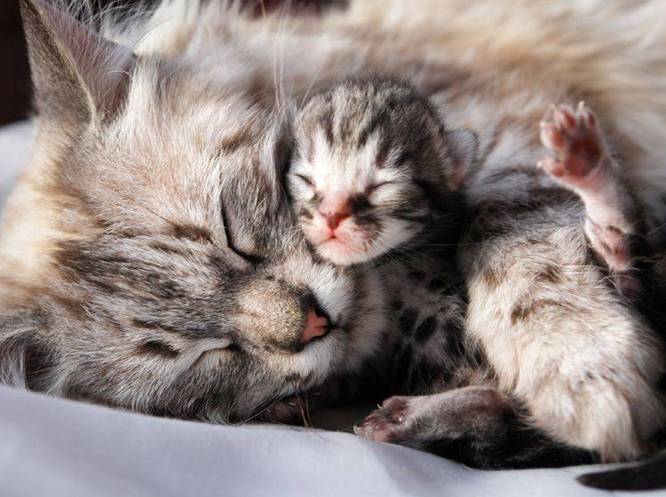 Kuscheln mit Mama: Dieses Katzenbaby ist ganz neu auf der Welt — Bild: Shutterstock / Orhan Cam