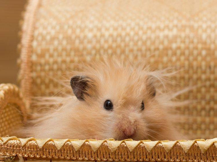 Da muss wohl jemand mal wieder zum Hamster-Friseur — Bild: Shutterstock / Tikhonova Yana