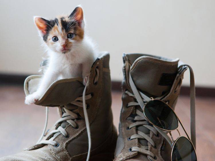 "Ich will auch mal mit dir wandern gehen, Mensch!" - Bild: Shutterstock / PolinaBright
