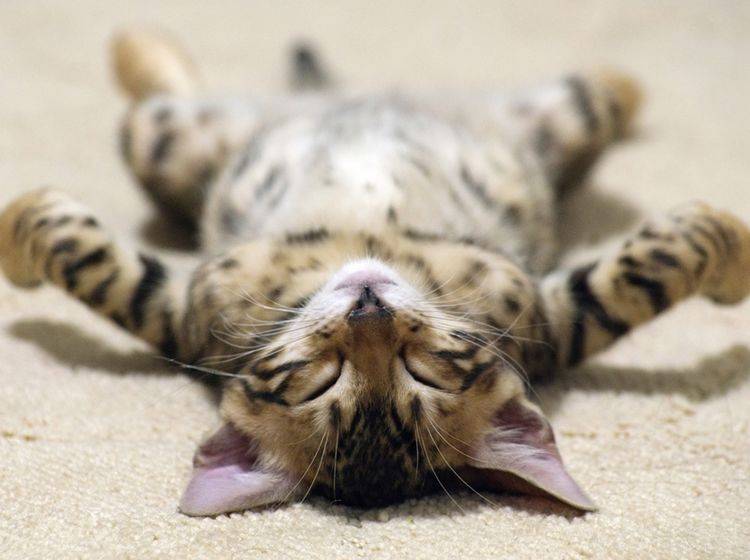 Katzenbaby Nr. 1 beweist: Auf dem Rücken schlafen ist sooo gemütlich - Bild: Shutterstock / Pakhnyushchy