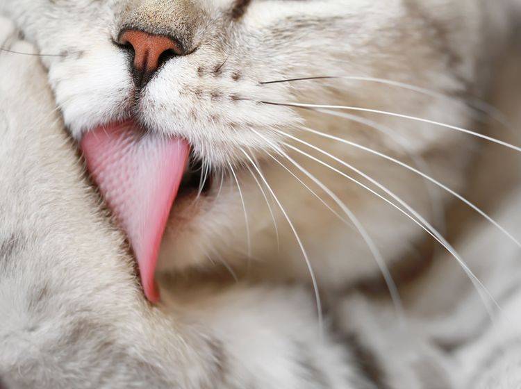 Wenn sich eine Katze ständig putzt, ist die Rede von Overgrooming - Bild: Shutterstock / turlakova