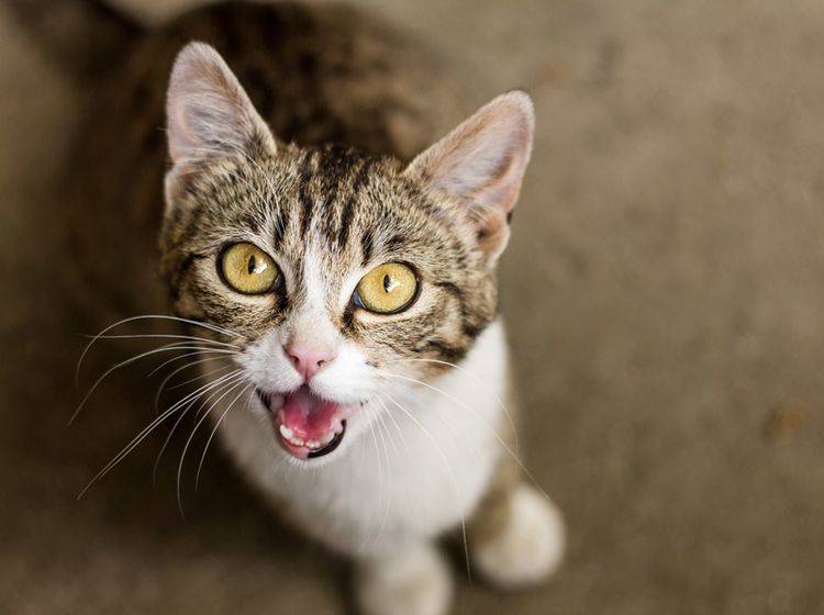 Stimmt das? Haben Katzen wirklich Panik vor Gurken? - Bild: Shutterstock / Marko Radenkovic
