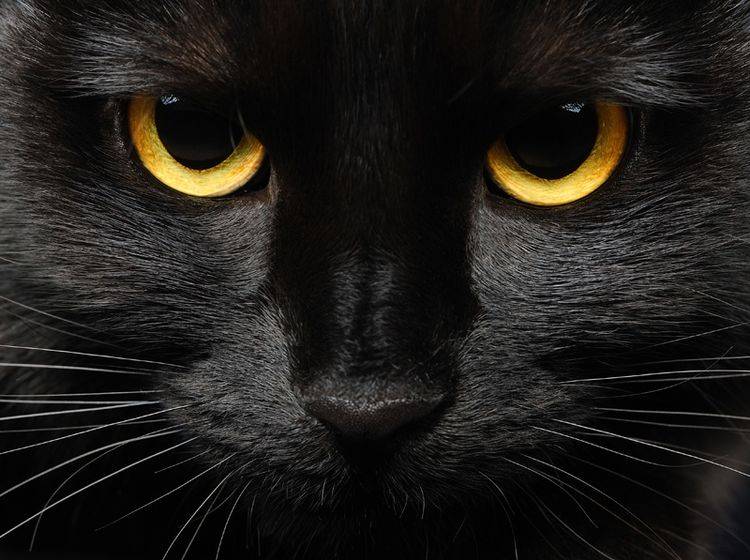 Der schlechte Ruf der schwarzen Katze rührt aus dem Mittelalter - Bild: Shutterstock / Pipalana