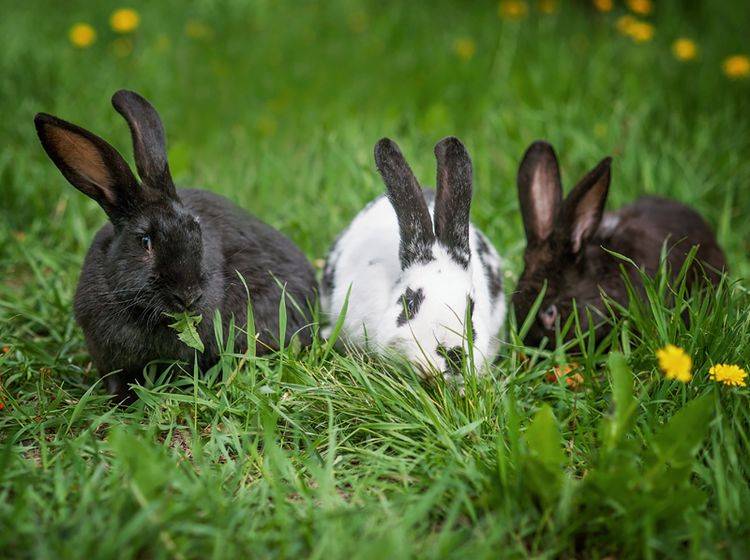 Diese Kaninchenfreunde haben die Rangordnung untereinander bereits geklärt und verstehen sich bestens – Shutterstock / Serenko Natalia