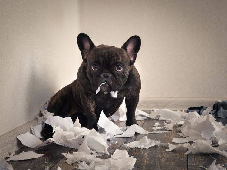 Wieso zerfetzen Hunde Papier und Taschentücher?