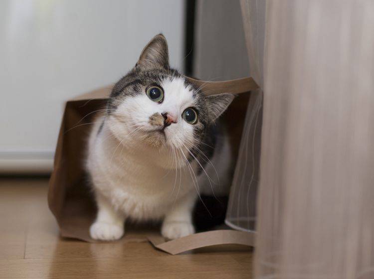 "Was es wohl mit Geheimnissen zu tun hat, wenn Katzen aus dem Sack gelassen werden?", wundert sich diese Fellnase – Shutterstock / kmsh
