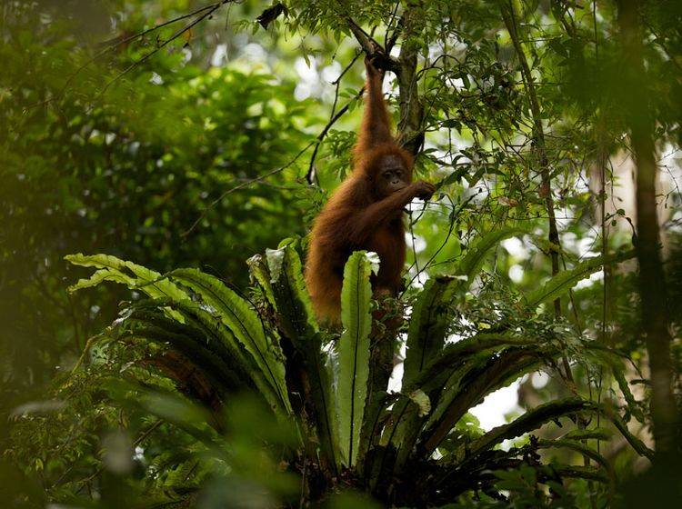 Tiere wie der Borneo-Orang-Utan verlieren ihren Lebensraum - Bild: WWF / Tim Laman