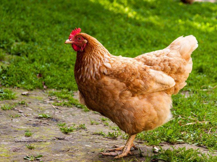 Hühner halten: So fühlt das Federvieh sich wohl