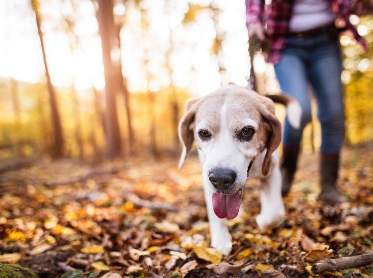 Ein Hund in Bermerhaven wurde bei einem Waldspaziergang zum Helden - Bild: Shutterstock / Halfpoint