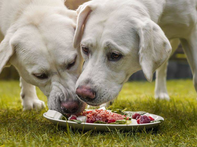 Barfen: ja oder nein? Was spricht für und was gegen die Frischfleischernährung von Hunden?- Bild: Shutterstock / manushot
