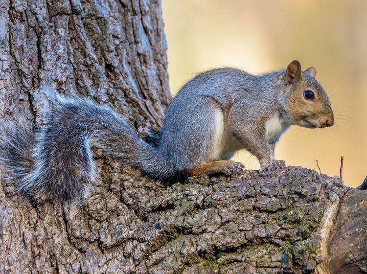 Eichhörnchen hören ganz genau in, wenn Vögel zwitschern - Bild: Shutterstock / Sterling E Thompson