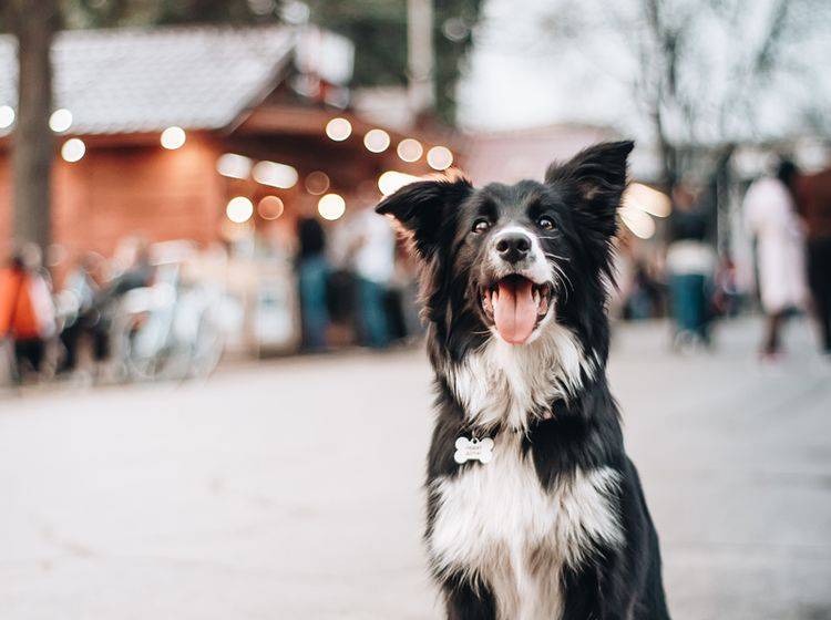 Mit dem Hund zum Weihnachtsmarkt - ja oder nein? - Bild: Shutterstock / Ovchinnikova-Stanislava