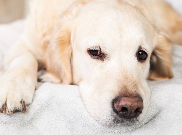Das Vestibularsyndrom tritt häufig bei älteren Hunden auf - Bild: Shutterstock / Prystai