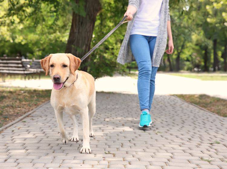 Was tun, wenn der Hund ständig an der Leine zieht? - Bild: Shutterstock / Africa Studio