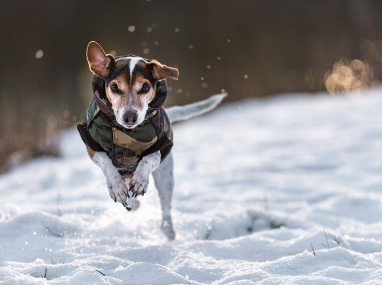 Hund im Wintermantel auf einer schneebedeckten Wiese