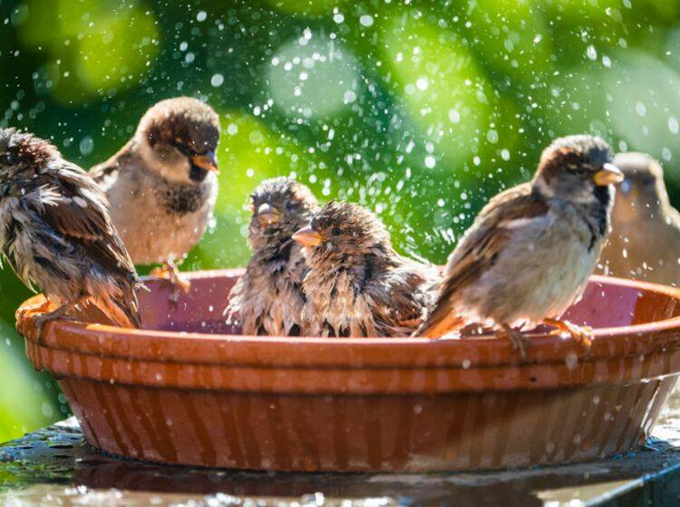 Wildvögel brauchen im Sommer unsere Unterstützung. Mit Wasserschalen zum Baden, Reinigen und Trinken und geeignetem Futter.