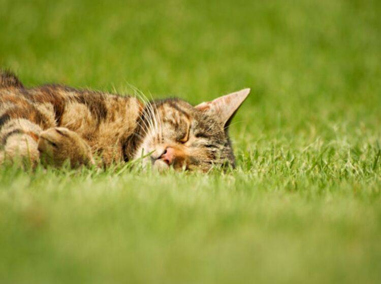 Katzen brauchen im Sommer Wasser, Schatten, wenig Aktivtät und LIebe.