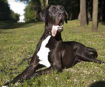 Deutsche Dogge: Ebenfalls rund 80 Zentimeter groß und eine der bekanntesten Hunderassen überhaupt