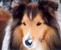 Shetland Sheepdog: Extrem schlauer Hirtenhund, der auch als Rettungshund und Therapiehund eingesetzt wird