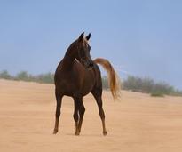 Der Araber: Ein wunderschönes Wüstenpferd — Bild: Shutterstock / smeola