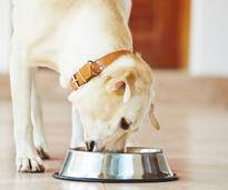 Wer Hundefutter selber kochen will, sollte ein paar Dinge beachten – Bild: Shutterstock / Jaromir Chalabala
