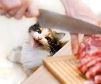Es gibt viele Katzenfutter-Rezepte mit Fleisch – Bild: Shutterstock / Yurochka Yulia