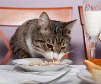 Was gehört in den Topf, wenn man Katzenfutter selber kochen möchte? – Bild: Shutterstock: Okssi