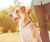 Beim Hundespaziergang sollten Sie ein paar Grundregeln beachten - Bild: Shutterstock / Rock and Wasp