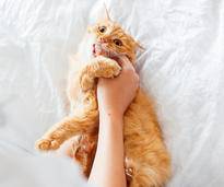 Freche Tigerkatze beißt ihr Frauchen in die Hand: Liebesbeweis oder Aggression? – Shutterstock / Konstantin Aksenov