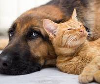 Katzen (Platz 1) und Hunde (Platz 2) sind weiterhin die beliebtesten Haustiere der Deutschen – Shutterstock / VP Photo Studio