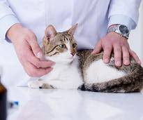 Je eher ein Tumor bei Katzen entdeckt wird, umso größer sind die Heilungschancen – Shutterstock / Elnur