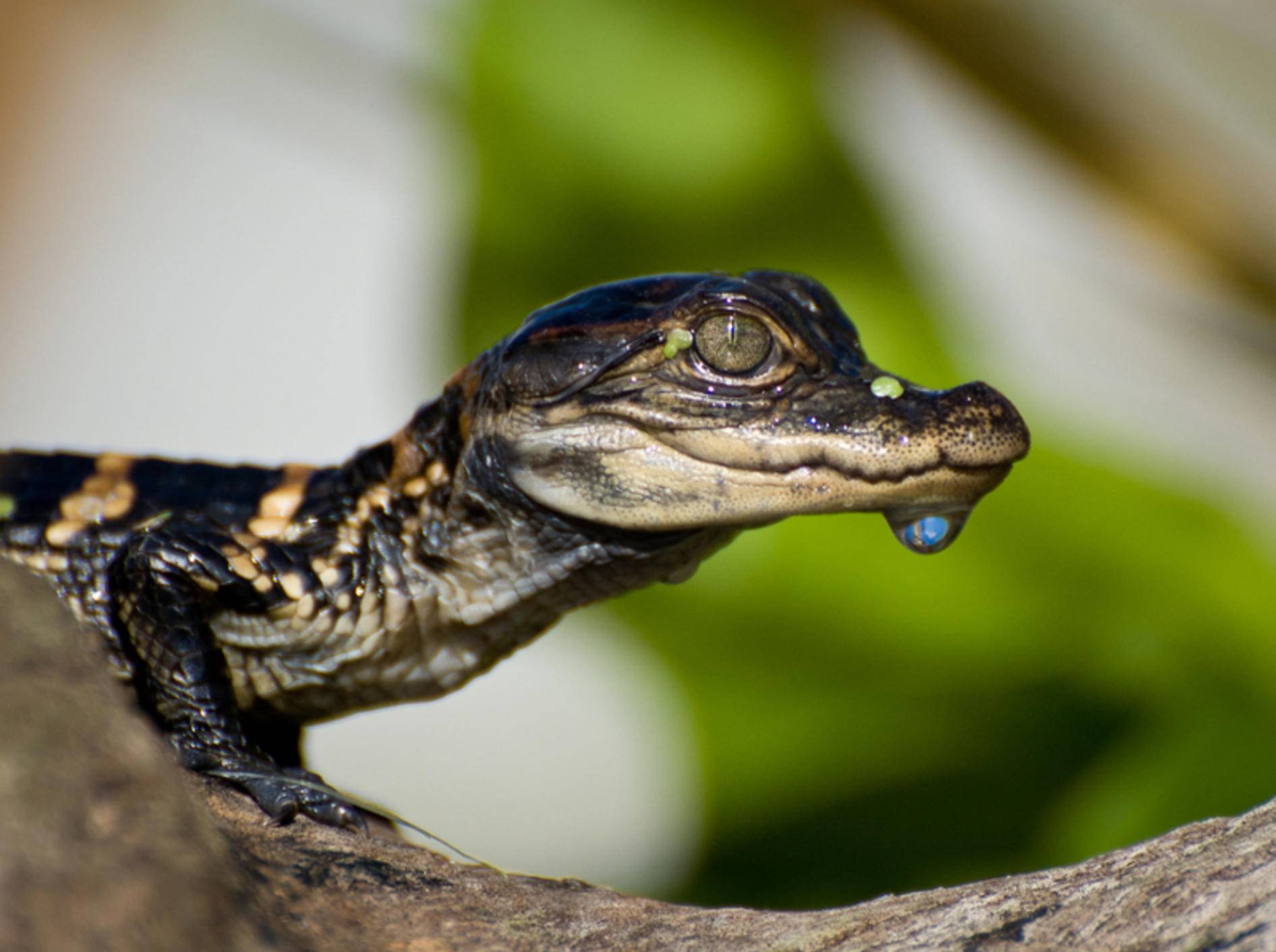 Crocodile Dundee Junior: Auch kleine Alligatoren sind gefährlich