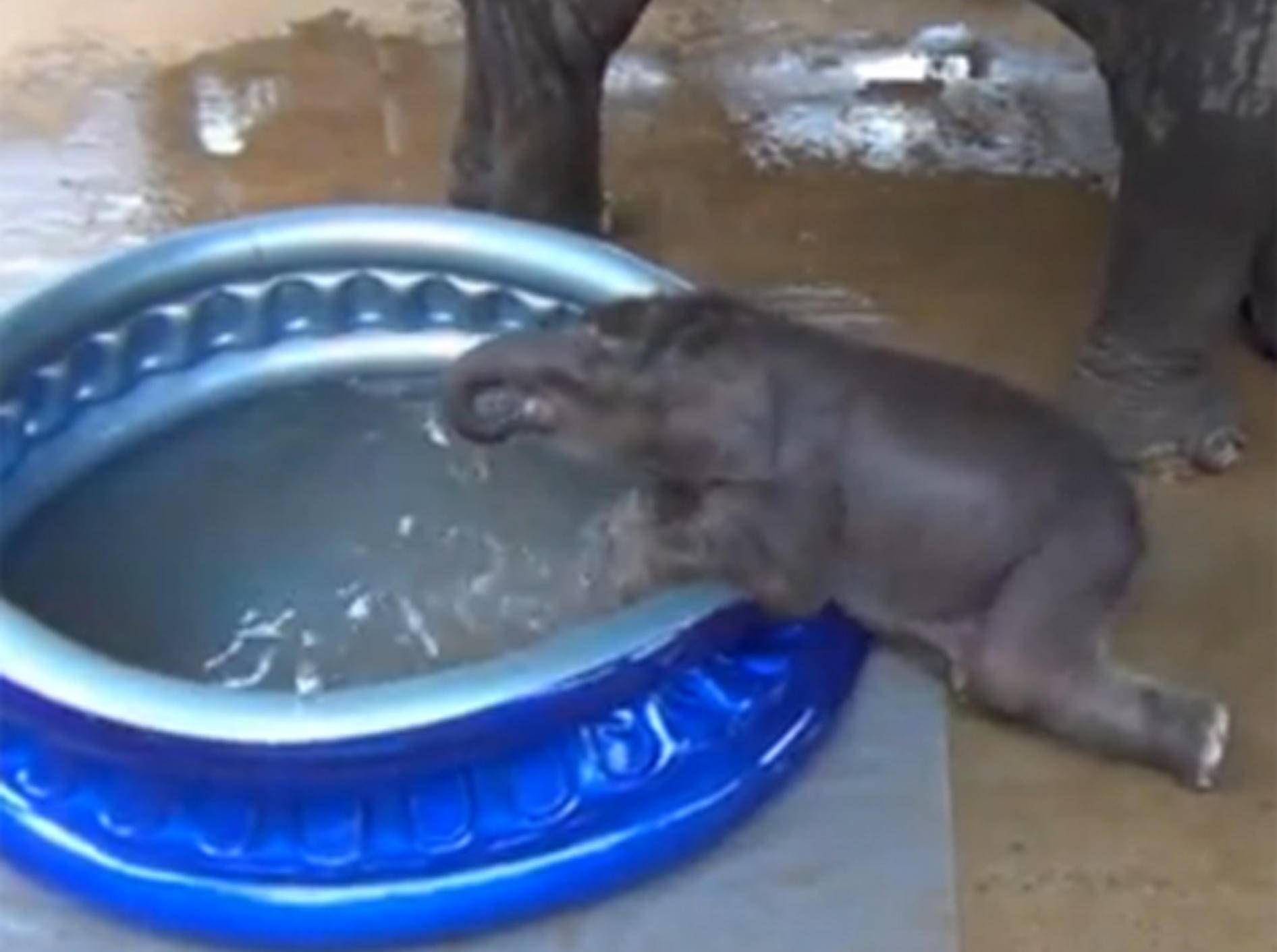Babyelefant darf im Planschbecken baden und ist ganz aus dem Häuschen