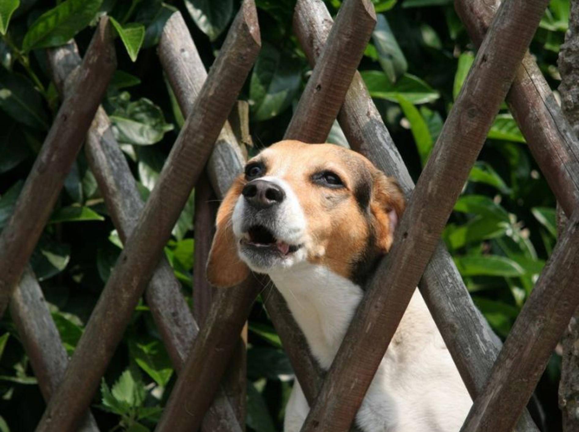 Beagle Hund bellta m Zaun