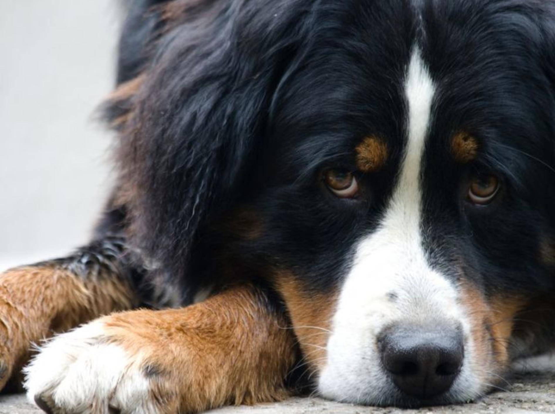 Ihren Hund einschläfern lassen – bei der Entscheidung kann ein Tierarzt womöglich helfen – Shutterstock / Pavel Pustina
